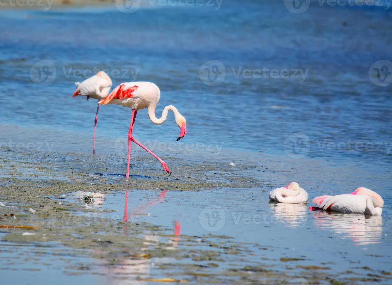 rosa flamingo i molentargius damm foto