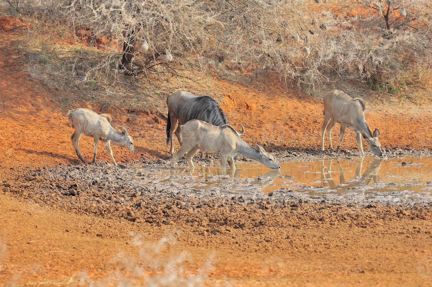 blå gnuer och kudu foto
