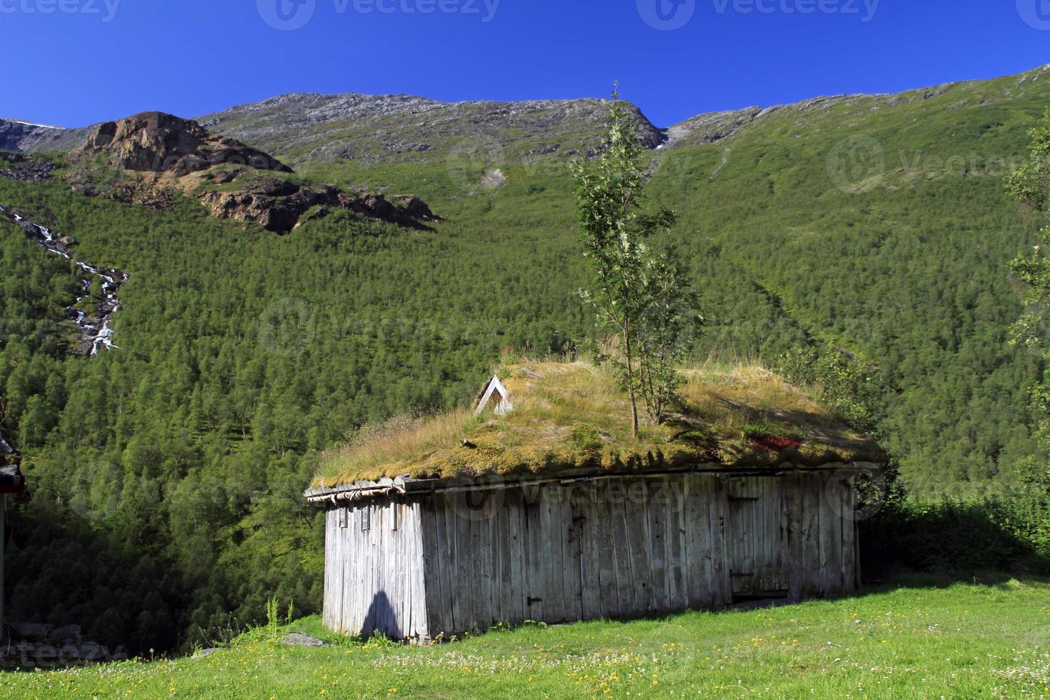 träd som växer på toppen av en hydda i norge foto