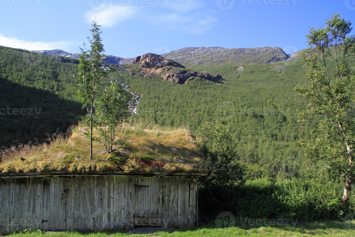 träd som växer på toppen av en hydda i norge foto