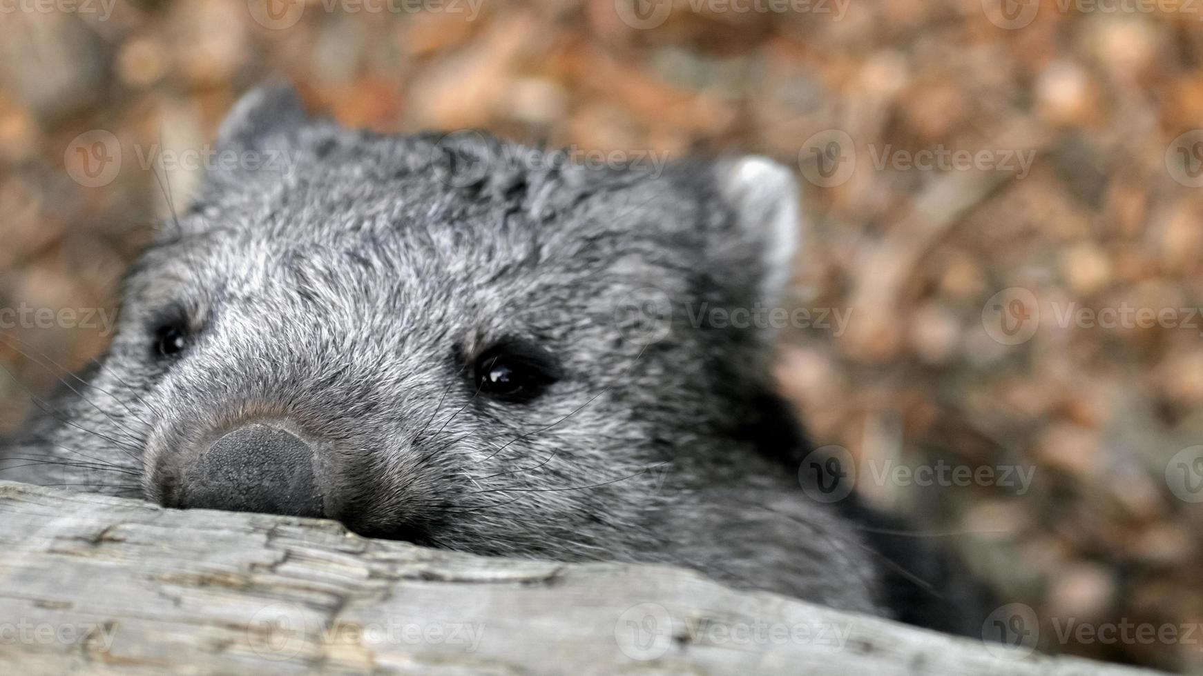 lömsk wombat som tittar över staketet foto