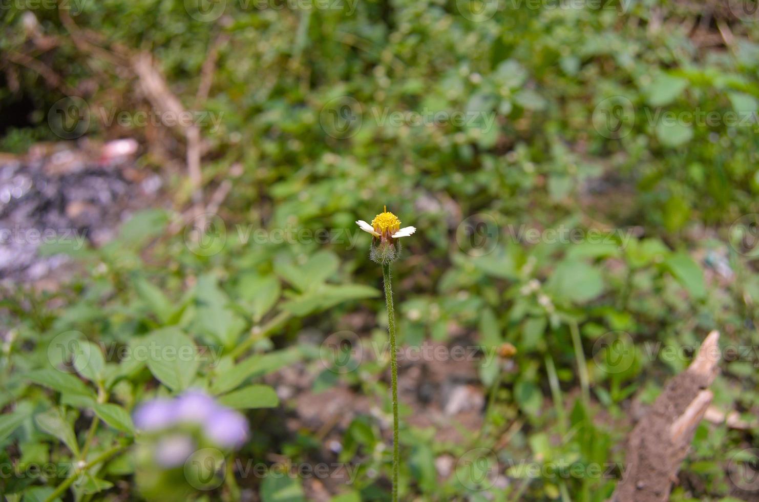 små blommor som växer naturligt i det vilda foto