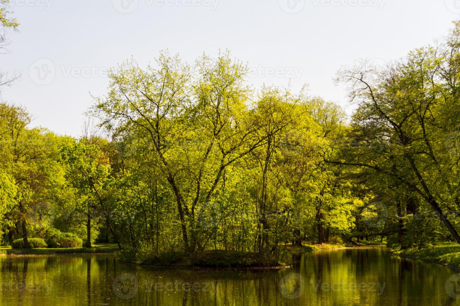 sommarpark, träd foto