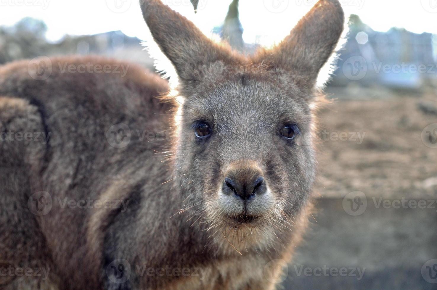 brun känguru stirrar på dig foto