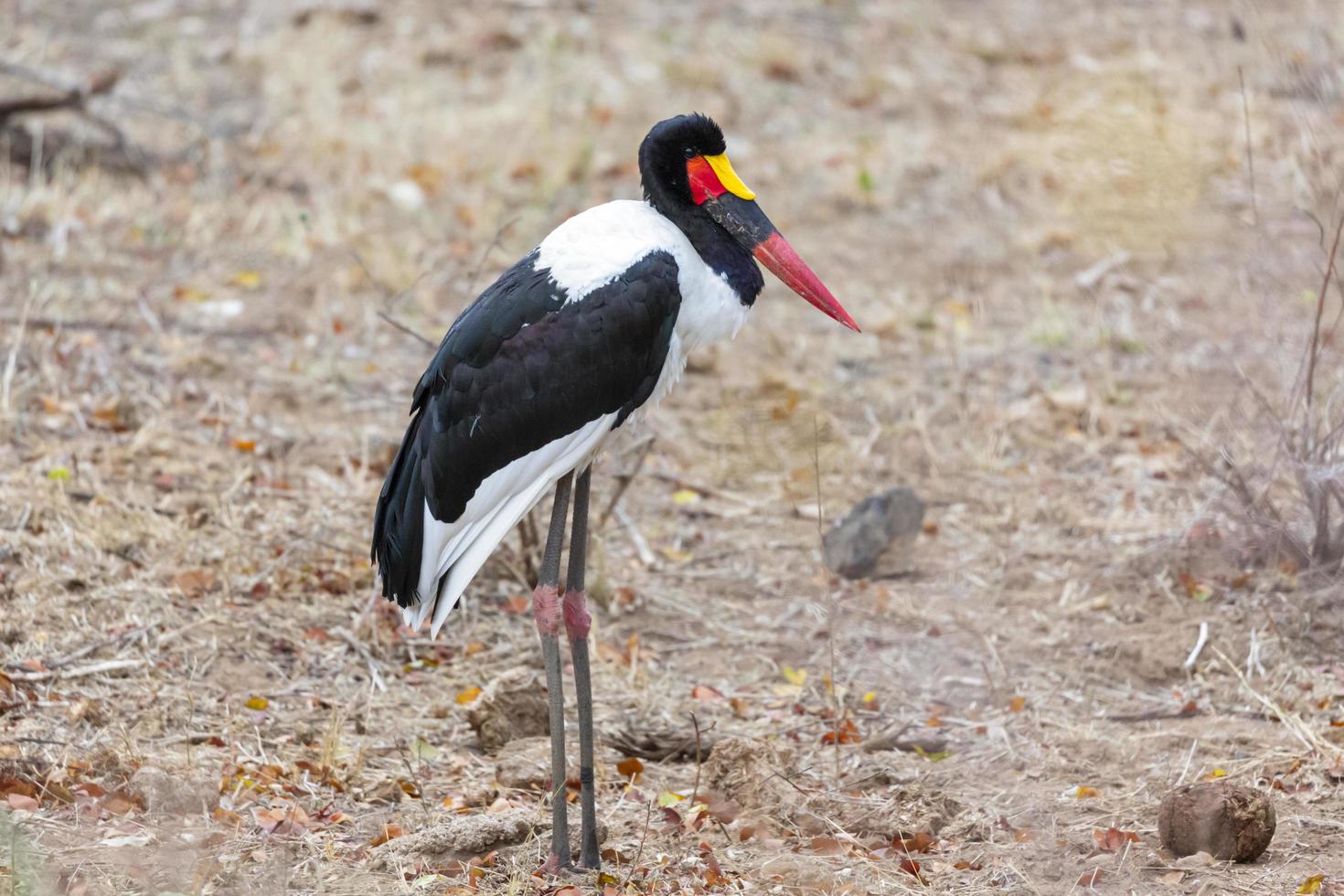 sadllenäbbstork som står stilla i kruger np foto