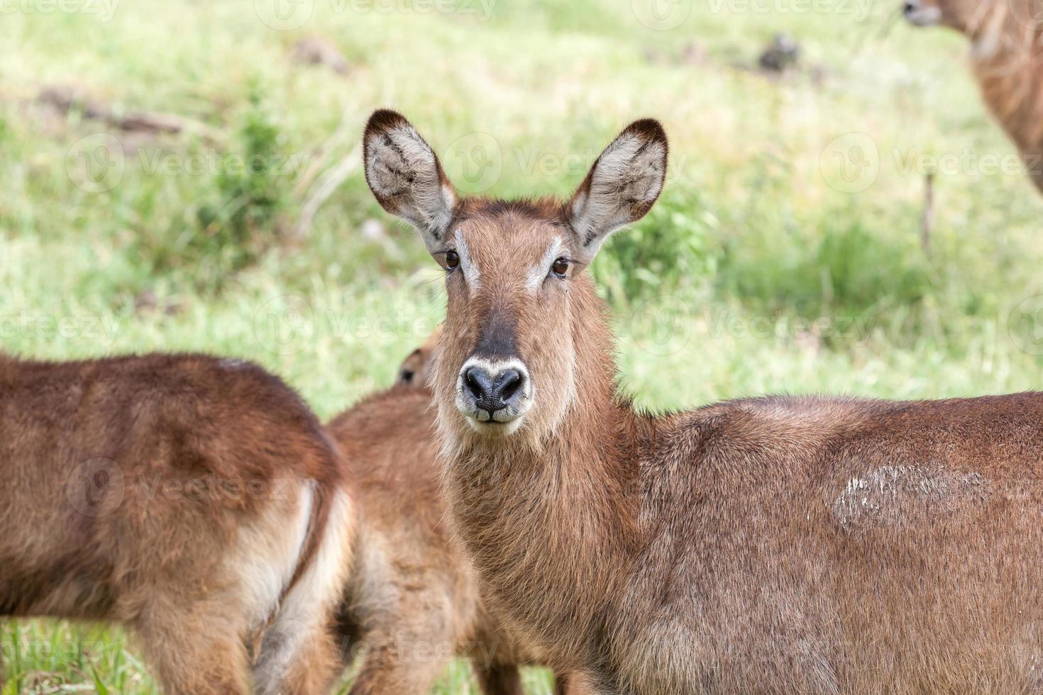 antilop på en bakgrund av gräs foto