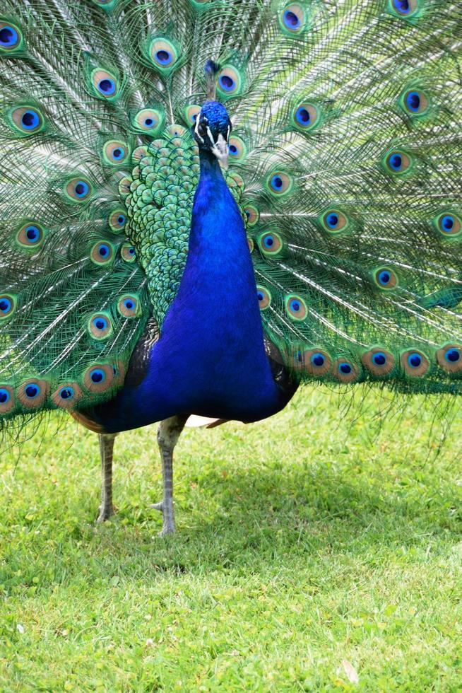 blå påfågel vacker med mångfärgade fjädrar foto