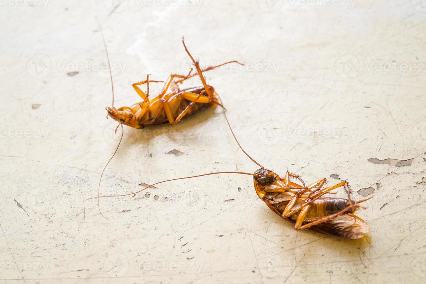 död kackerlacka på träbord foto