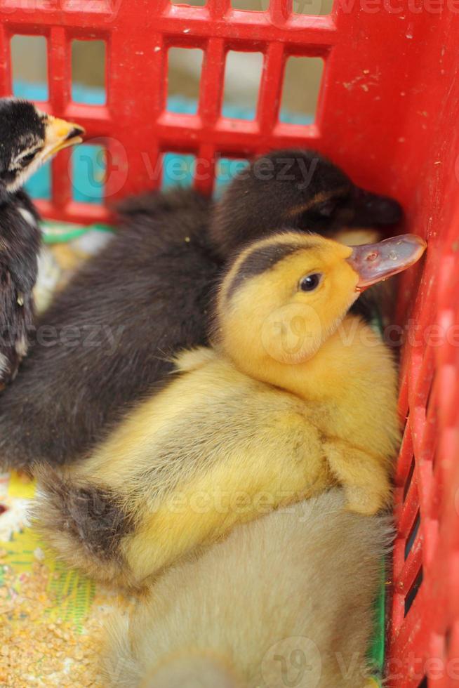 gosling och kyckling nyfödda är en grupp foto