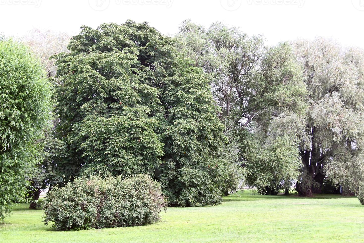 fin trädgård med blommor och grön gräsmatta foto