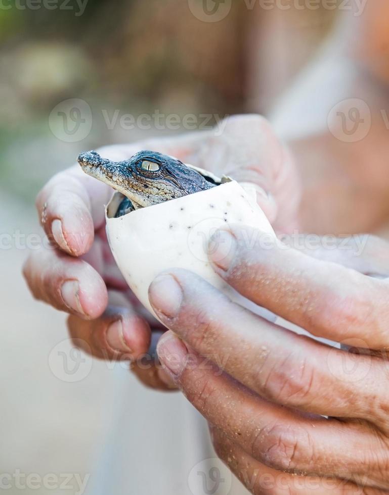 krokodil lever ägg i mänskliga händer foto