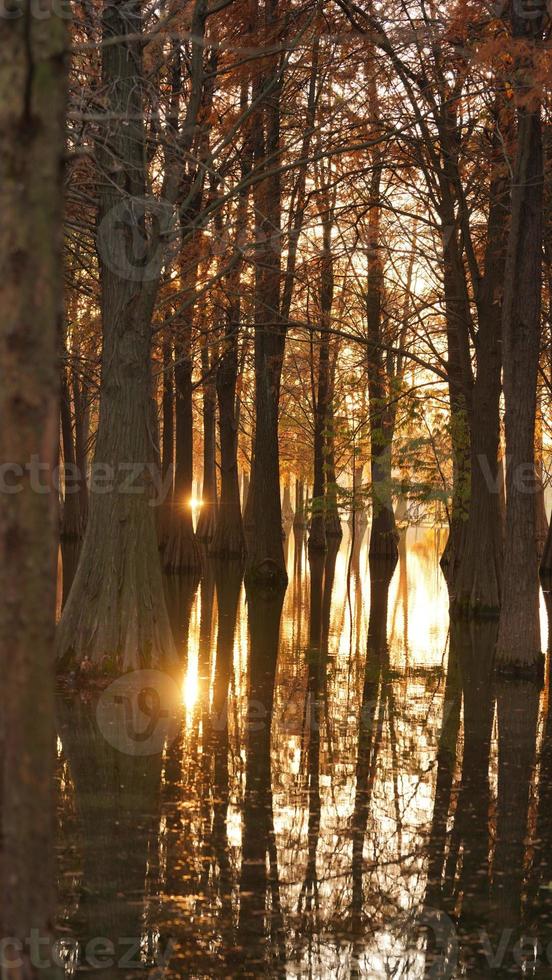 den vackra skogsutsikten över vattnet på hösten foto