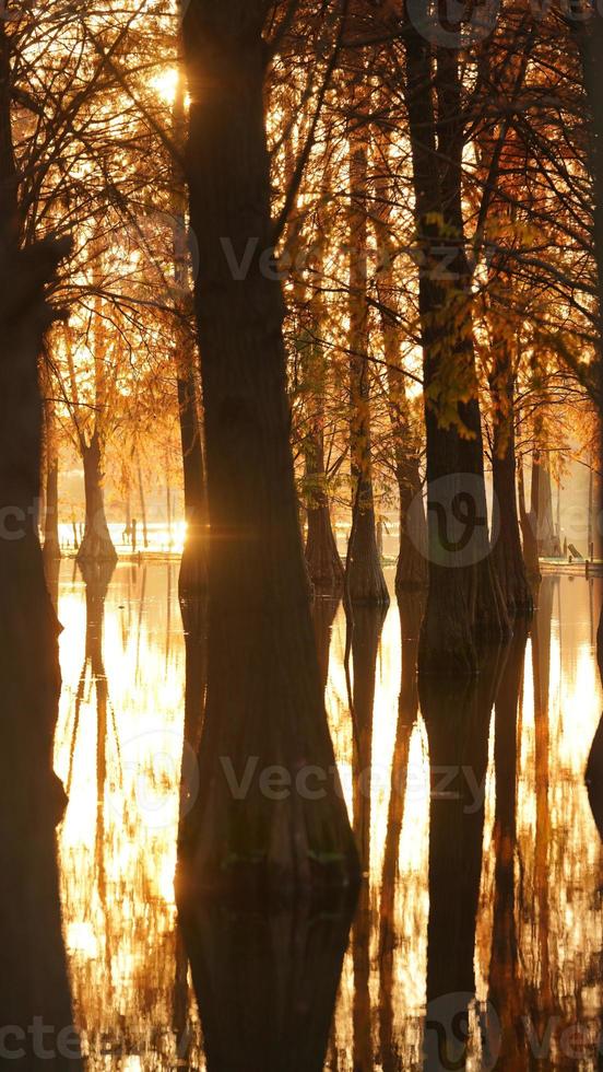 den vackra skogsutsikten över vattnet på hösten foto