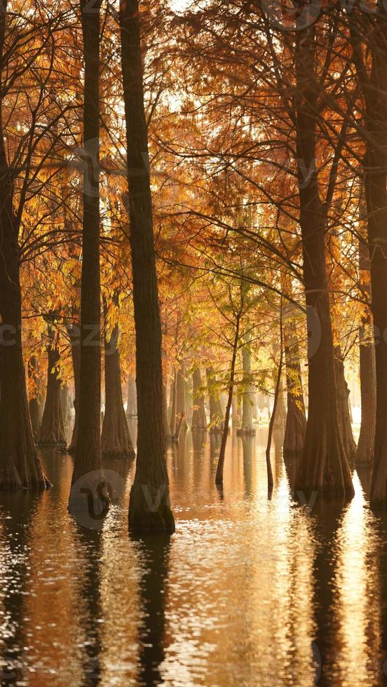 den vackra skogsutsikten över vattnet på hösten foto
