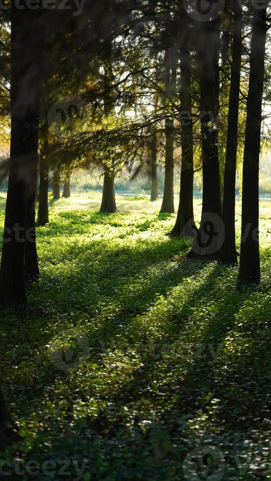 det vackra skogslandskapet med raka träd och varmt solljus på hösten foto