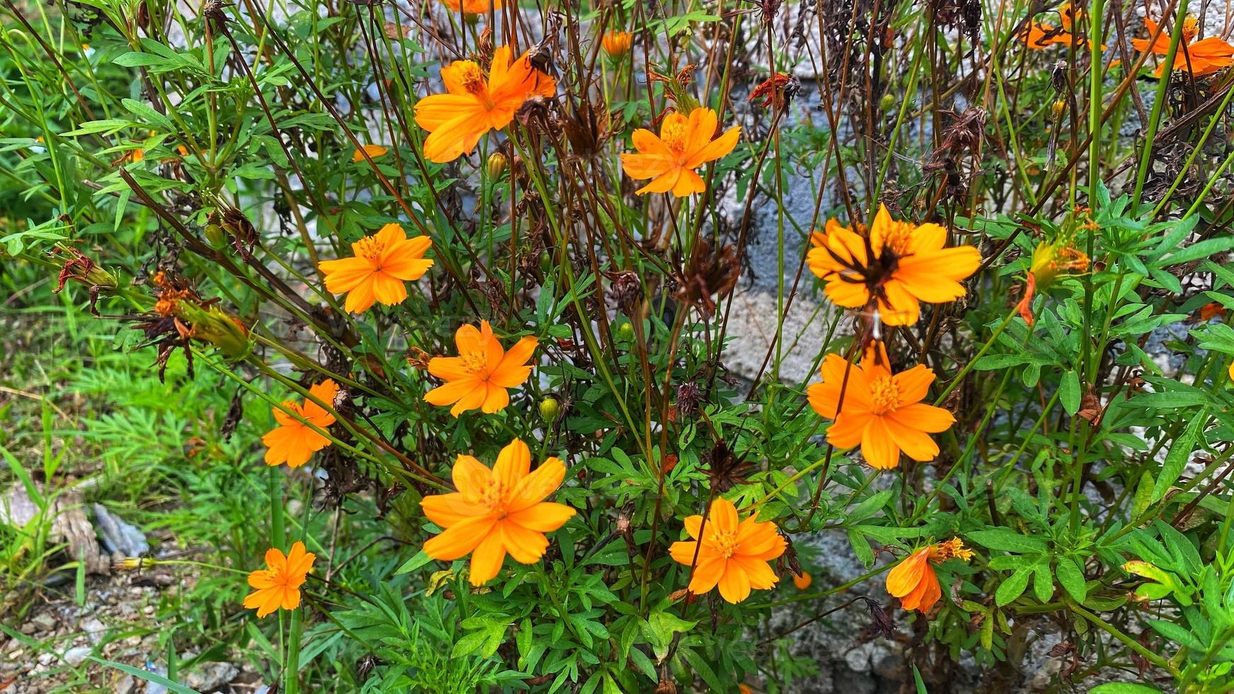 vackra blommor som blommar i trädgården foto