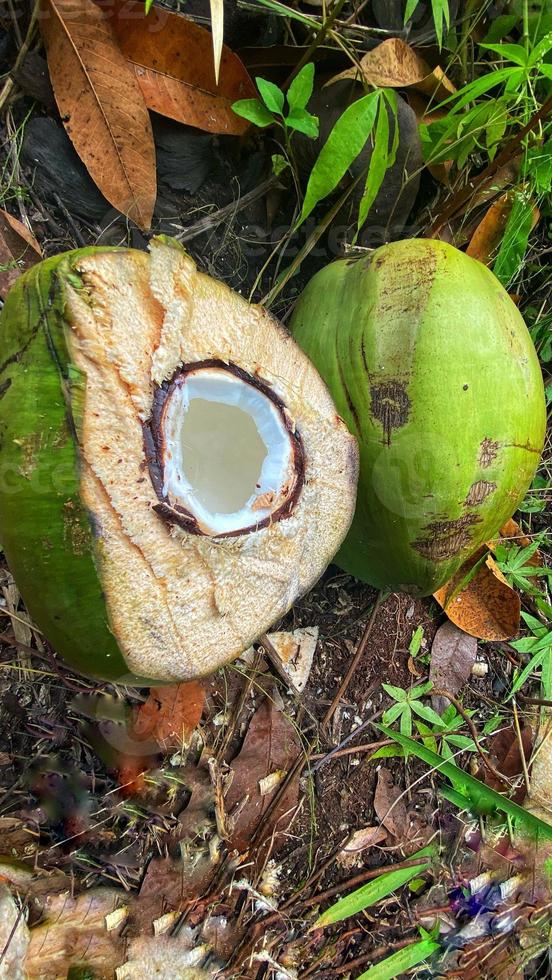 ser vackra gröna kokosnötter ut i kokosträdgården foto