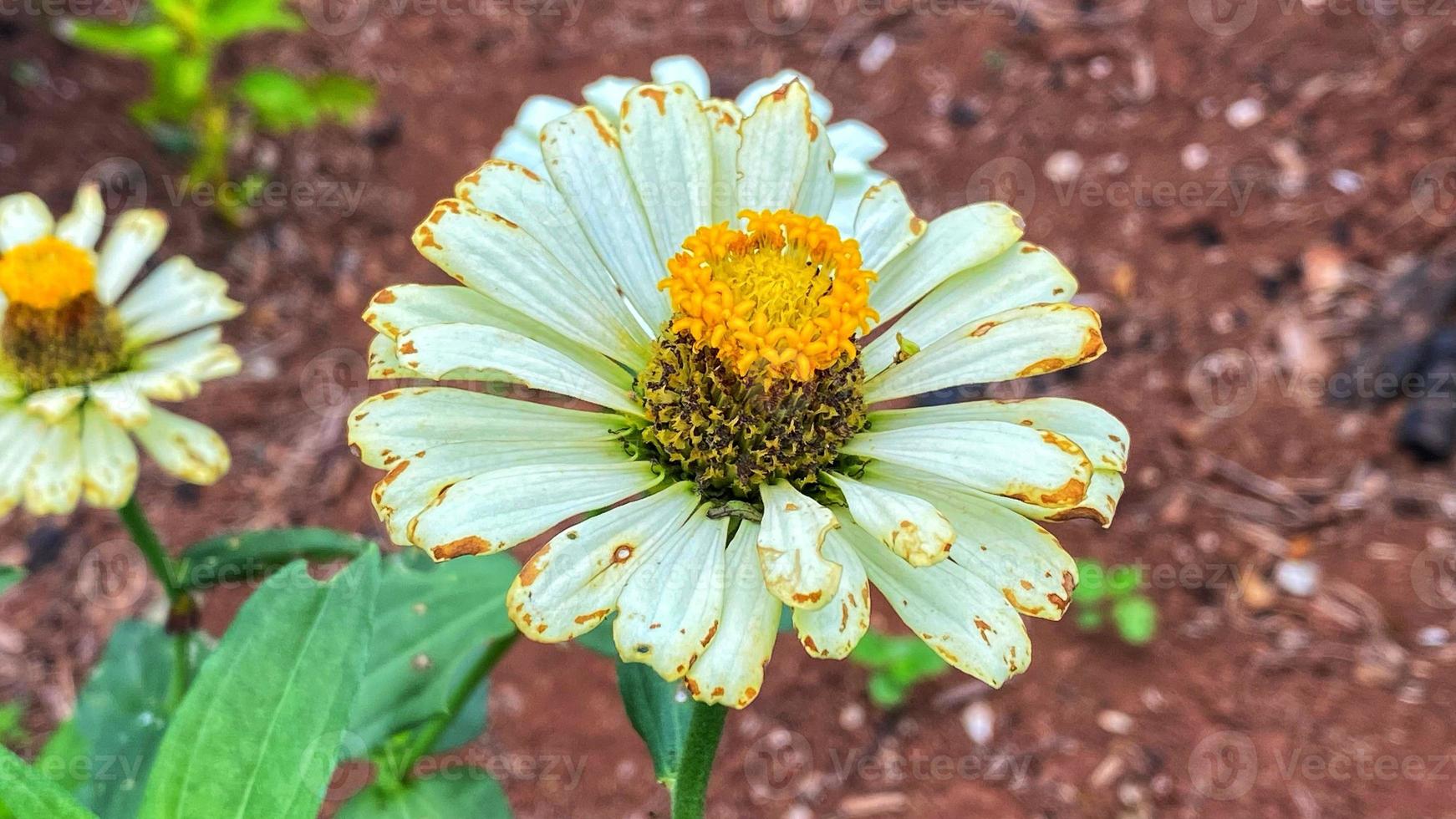 vackra blommor som blommar i trädgården foto