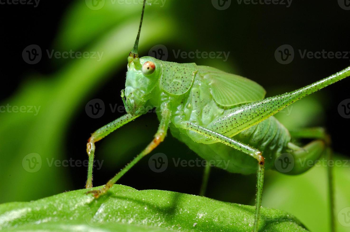 liten cricket foto