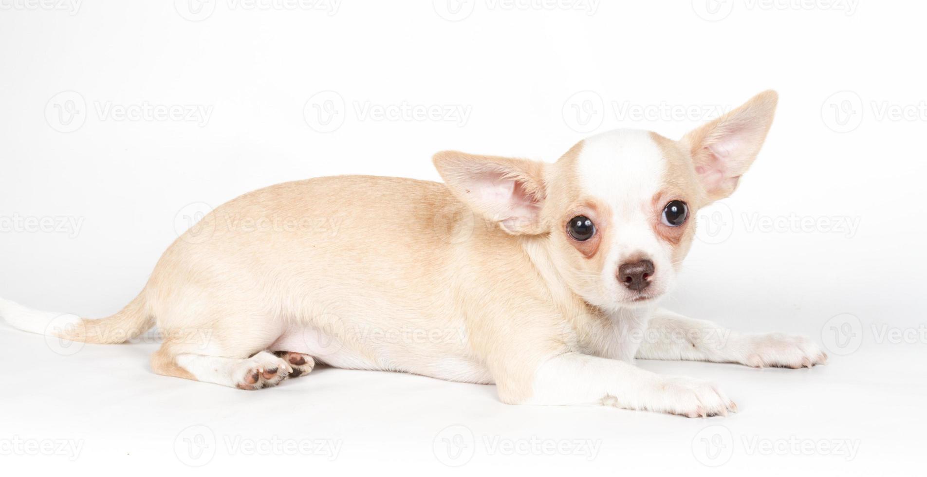 chihuahua valp på vit bakgrund foto