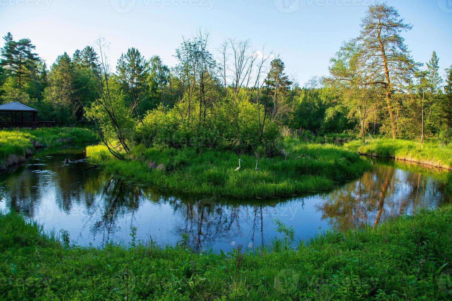 en lugn flod i en vacker sommarskog. foto