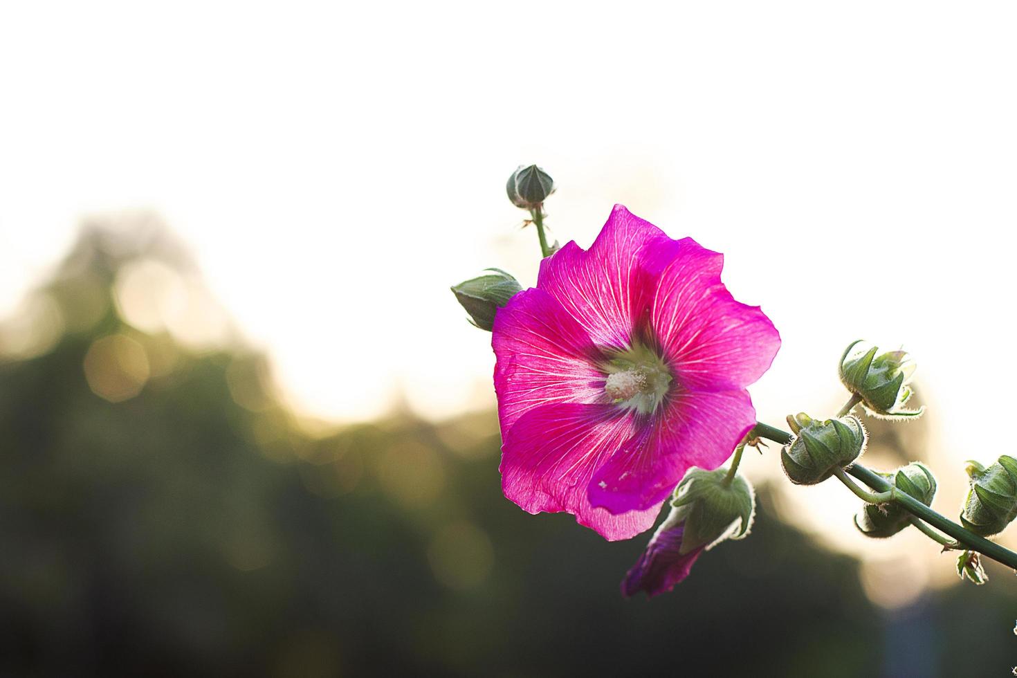 vacker stockrosblomma med bokeh ljus natur. foto