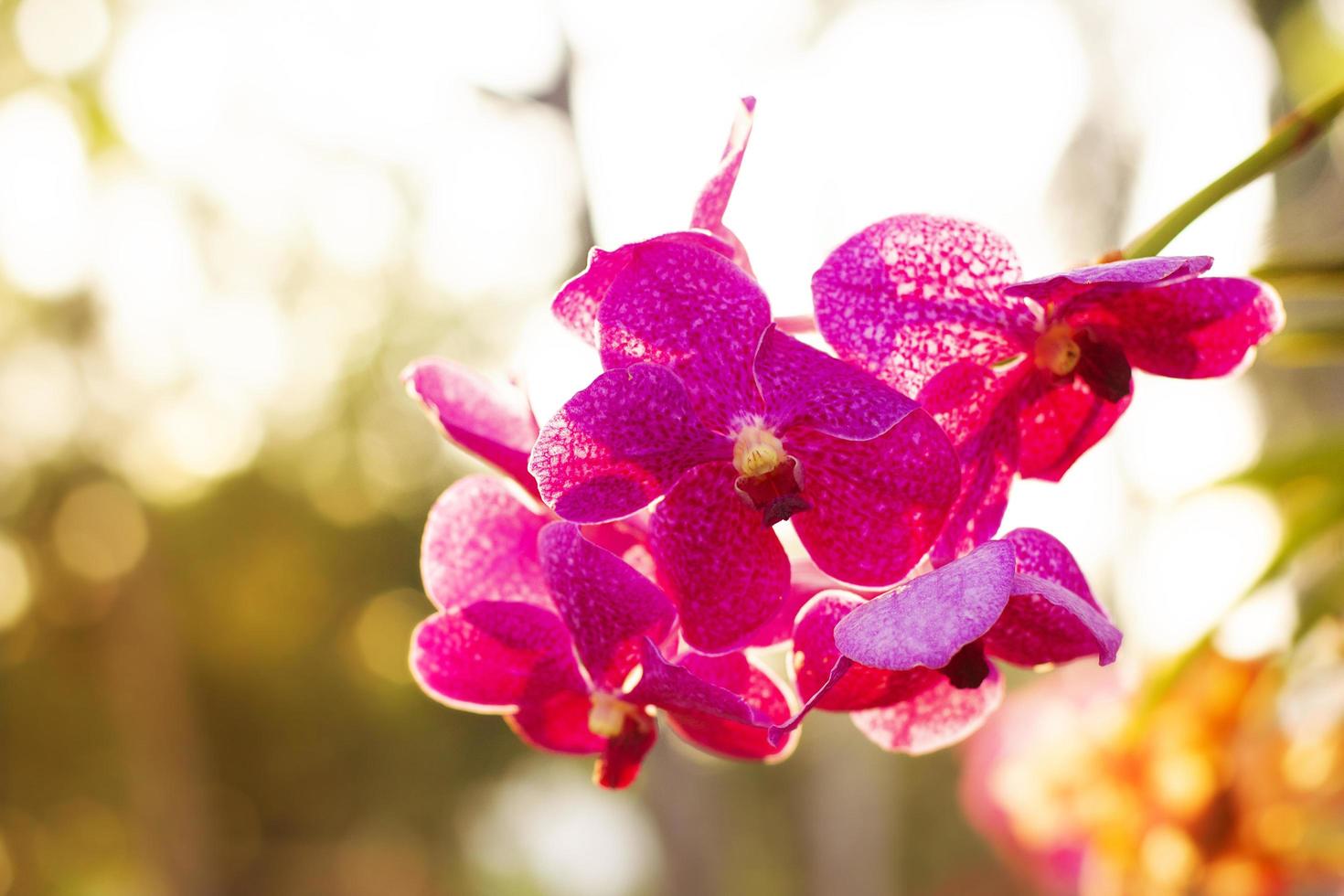 selektiv fokus och mjukt fokus rosa orkidé med ljus natur i trädgården. foto