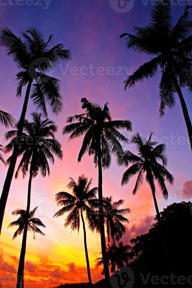 vacker siluett av kokospalmer på tropisk strand vid soluppgången tidigt på morgonen vid angthong islands national marina park, surat thani, thailand. solnedgång på stranden och sommar foto