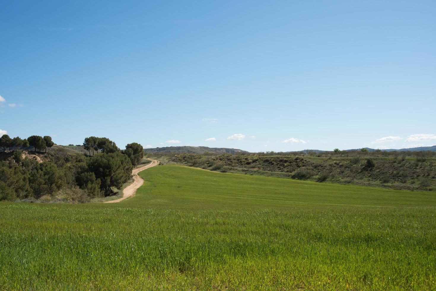 grönt landskap med odlingsfält, träd och en grusväg. los cerros park, alcala de henares, madrid foto