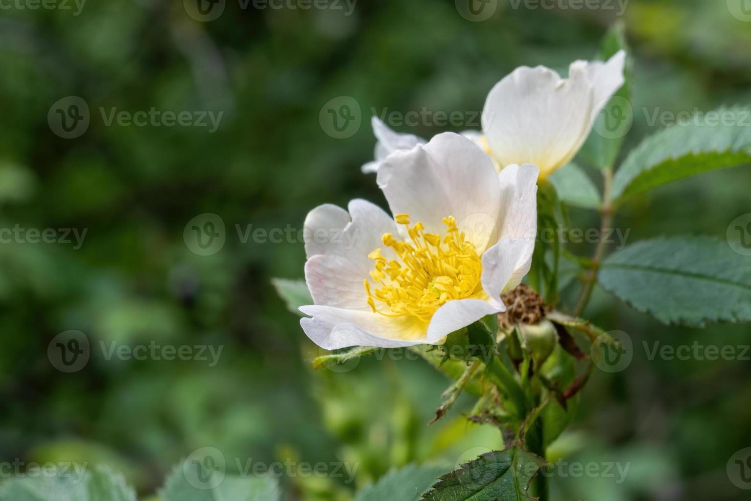 blommor av en rosa canina i solen foto