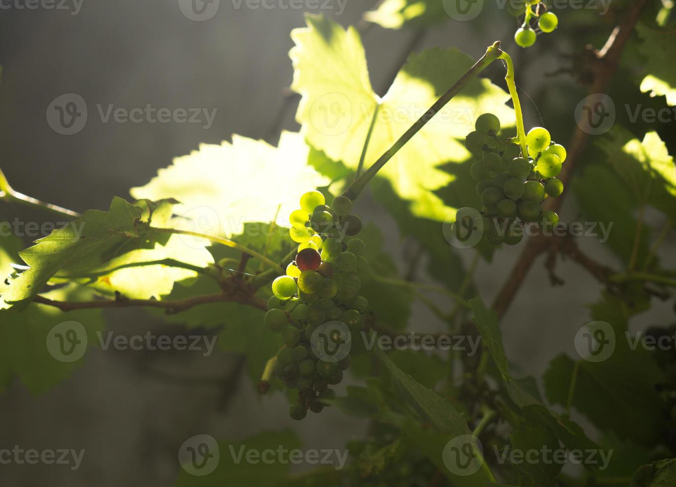 solljus över vingårdsblad foto