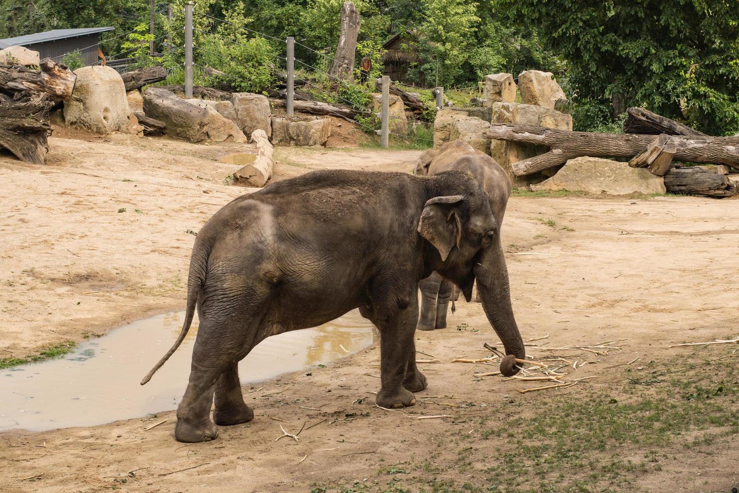 närbild av elefanter i Prags djurpark foto