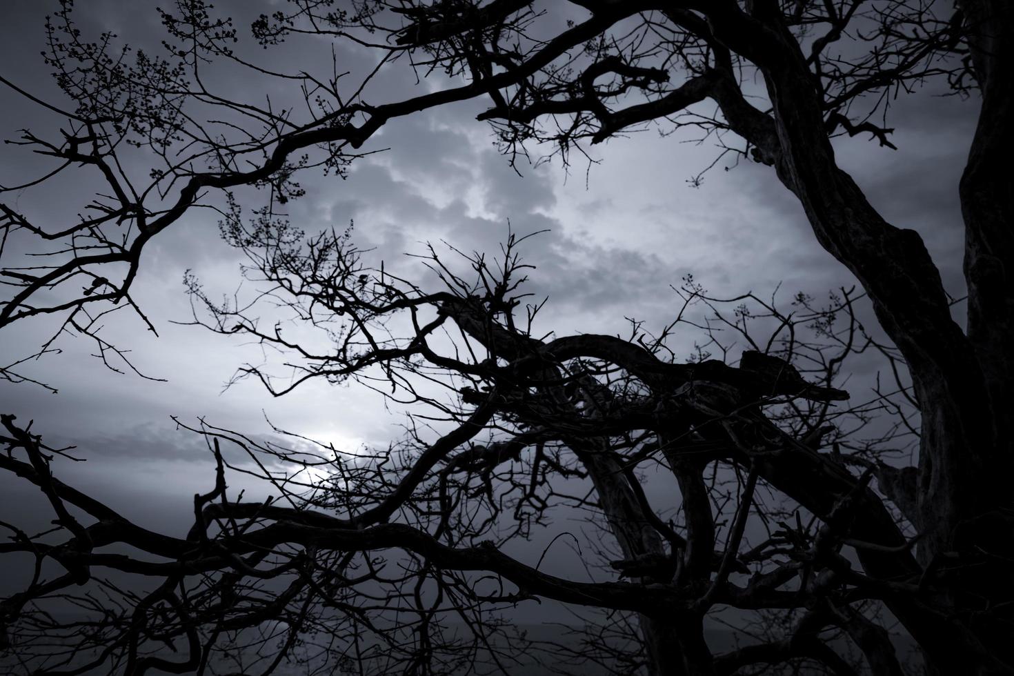 siluett döda träd på mörk dramatisk himmel och vita moln bakgrund för död och fred. halloween dag bakgrund. förtvivlan och hopplöst koncept. ledsen av naturen. död och sorgliga känslor bakgrund. foto