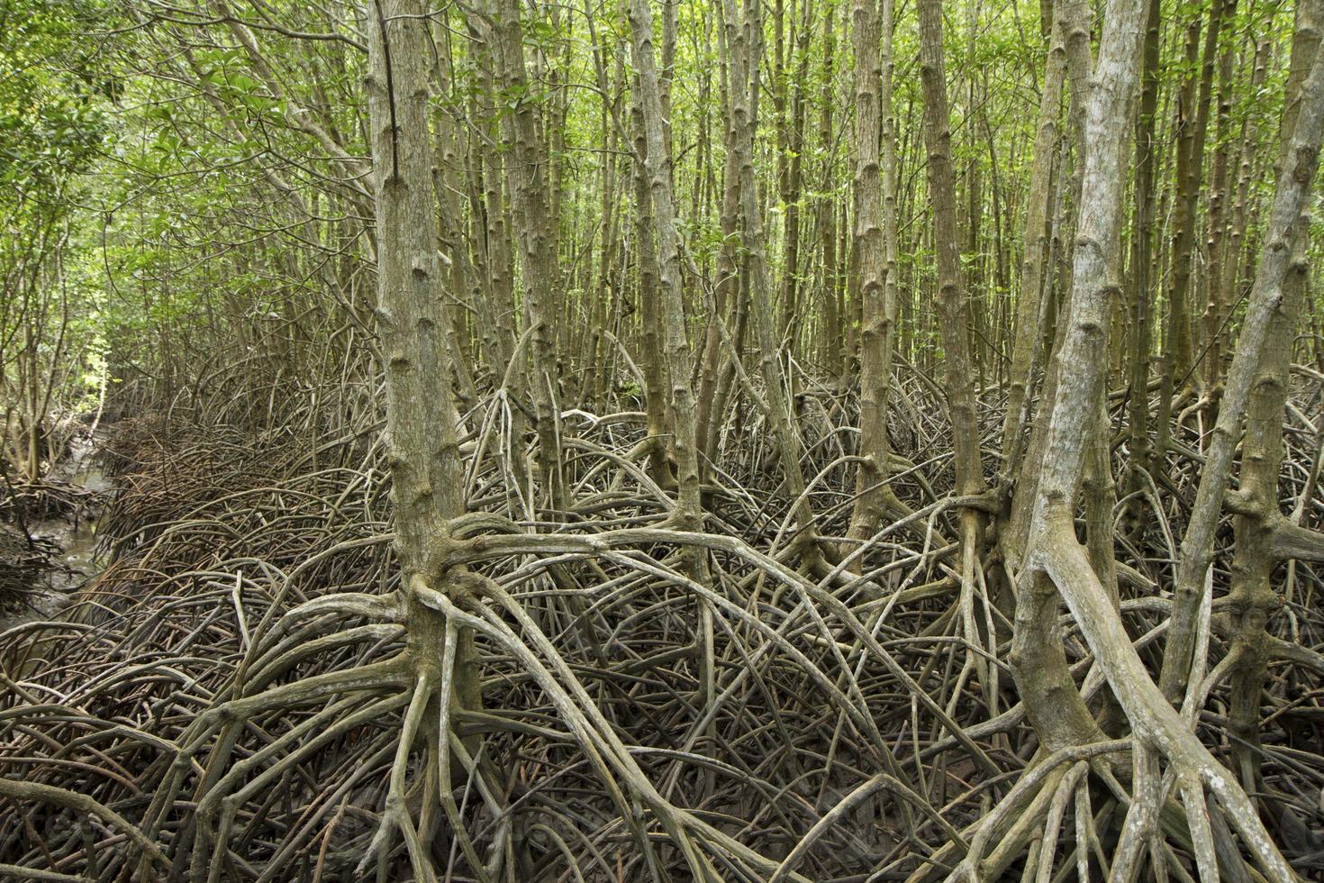 mangroveträd och komplex rot i mangroveskog foto