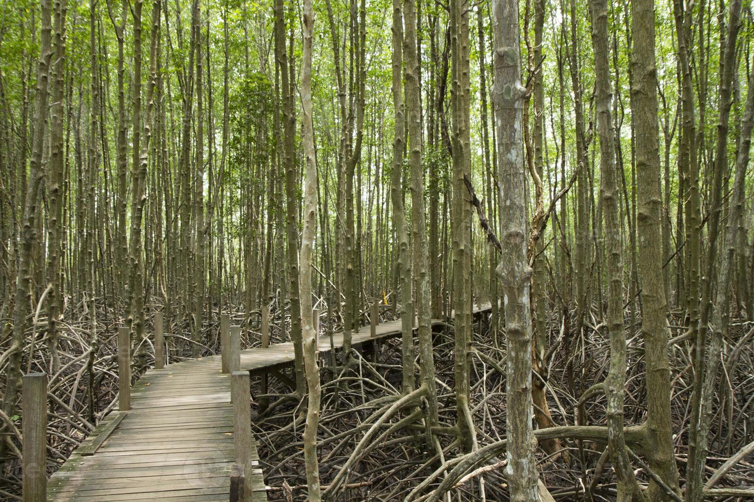 mangroveträd och komplex rot i mangroveskog foto