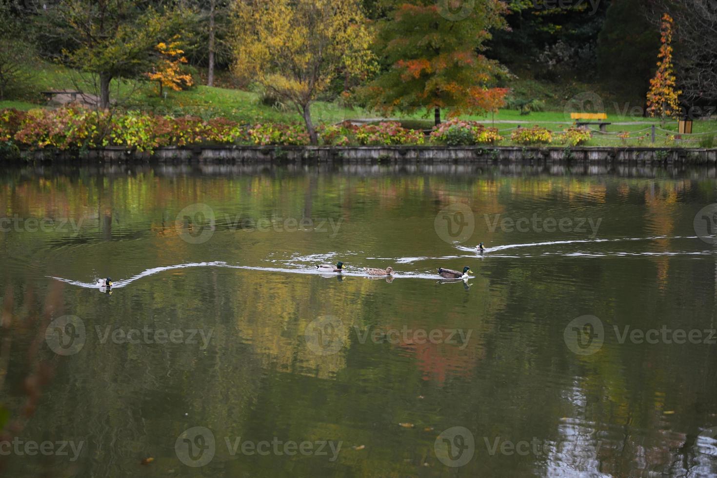 ankor simmar i sjön under hösten foto