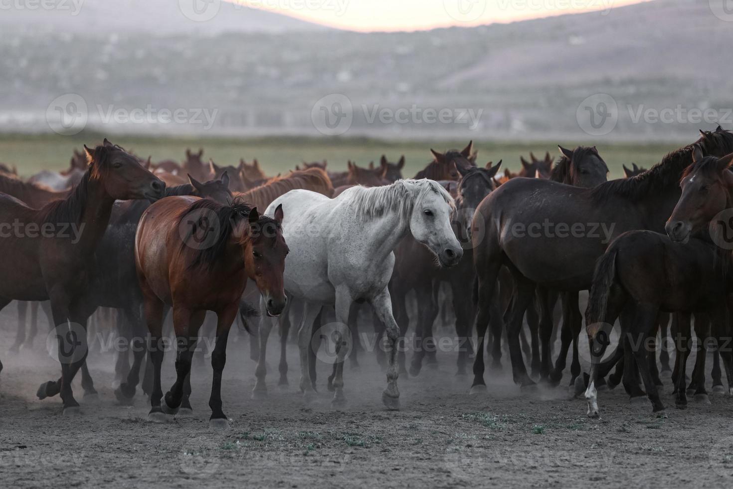 yilki hästar som springer i fält, kayseri, kalkon foto