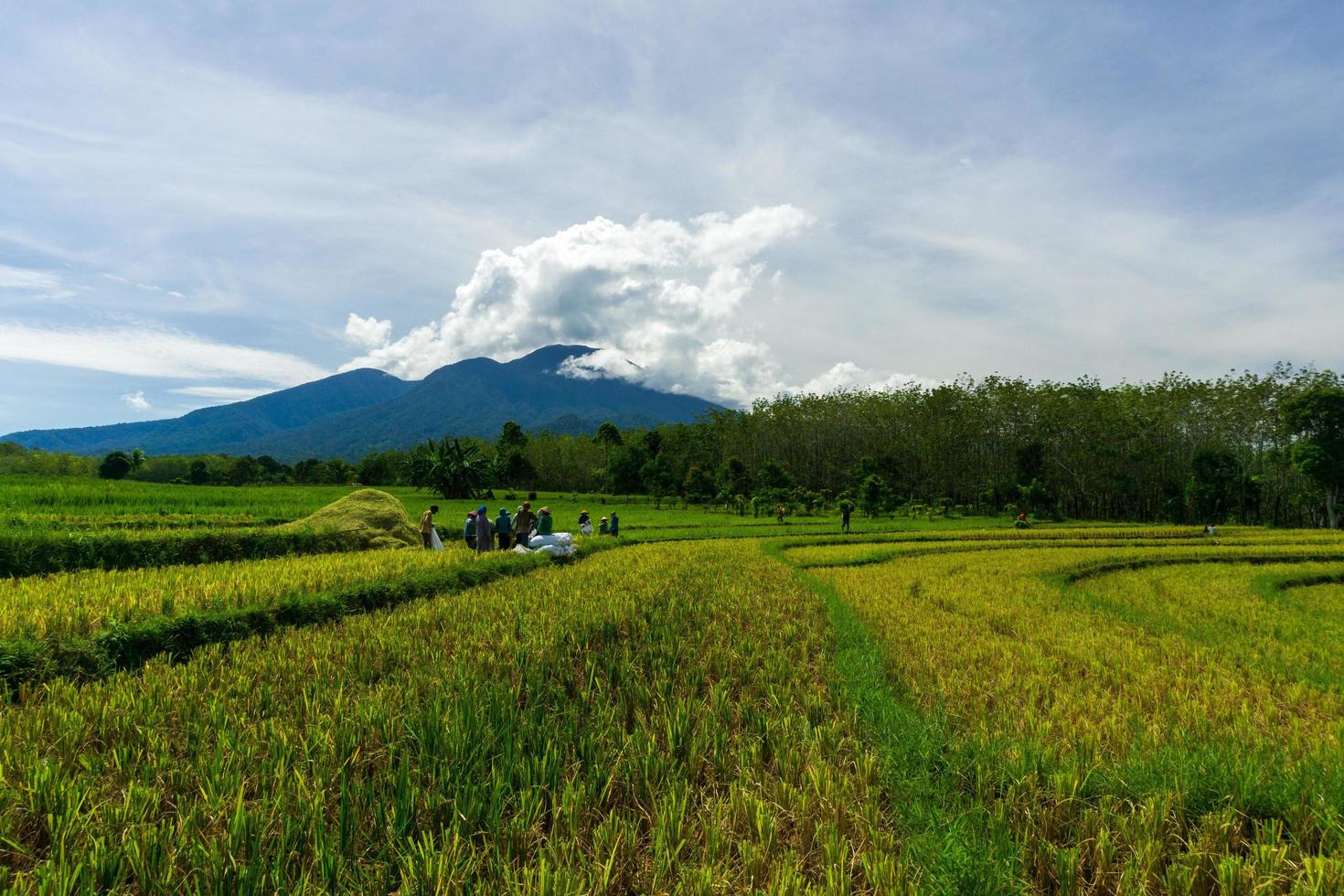 indonesisk bondegrupp planterar ris på morgonen med utsikt över den indonesiska byn foto