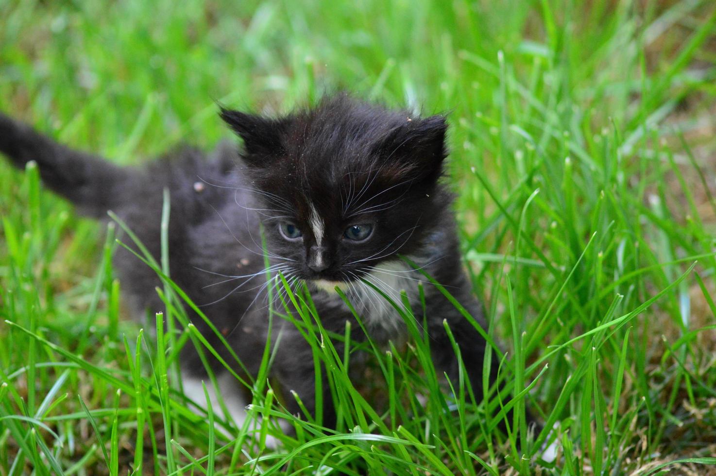 kattunge katt i trädgården foto