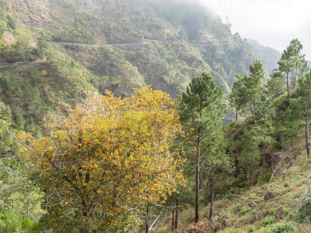 den portugisiska ön madeira foto