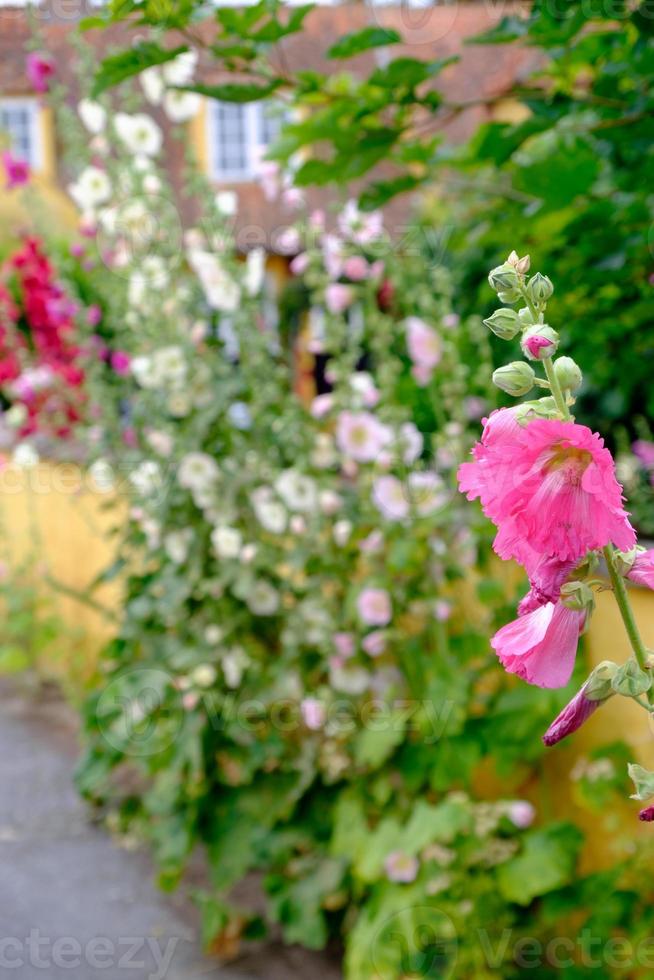 ön bornholm foto