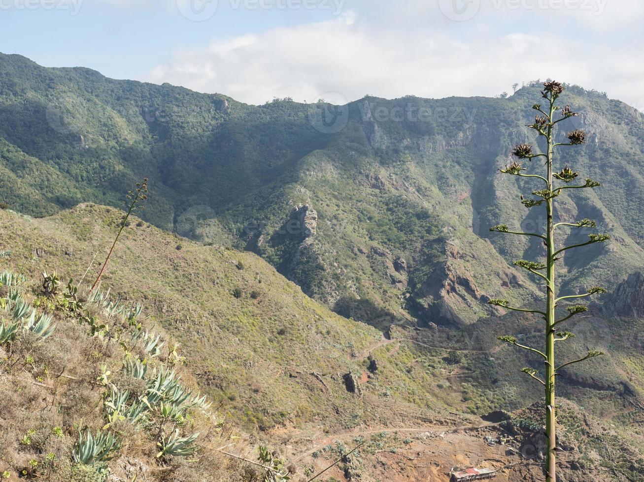 ön teneriffa i spanien foto