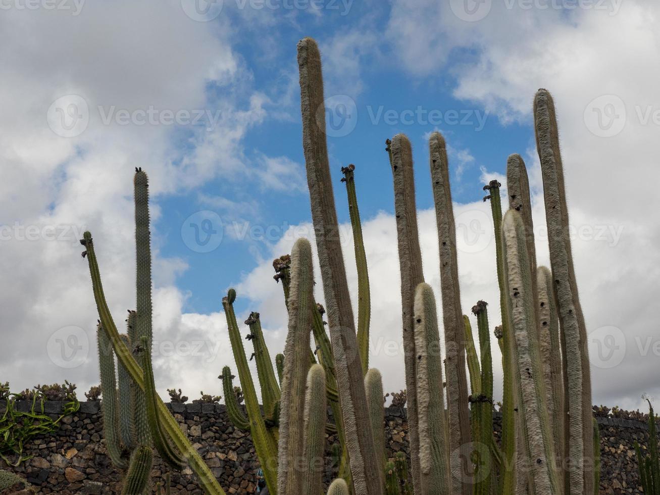 lanzarote ön i spanien foto