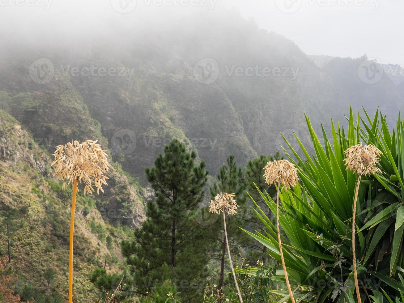 ön madeira i portugal foto