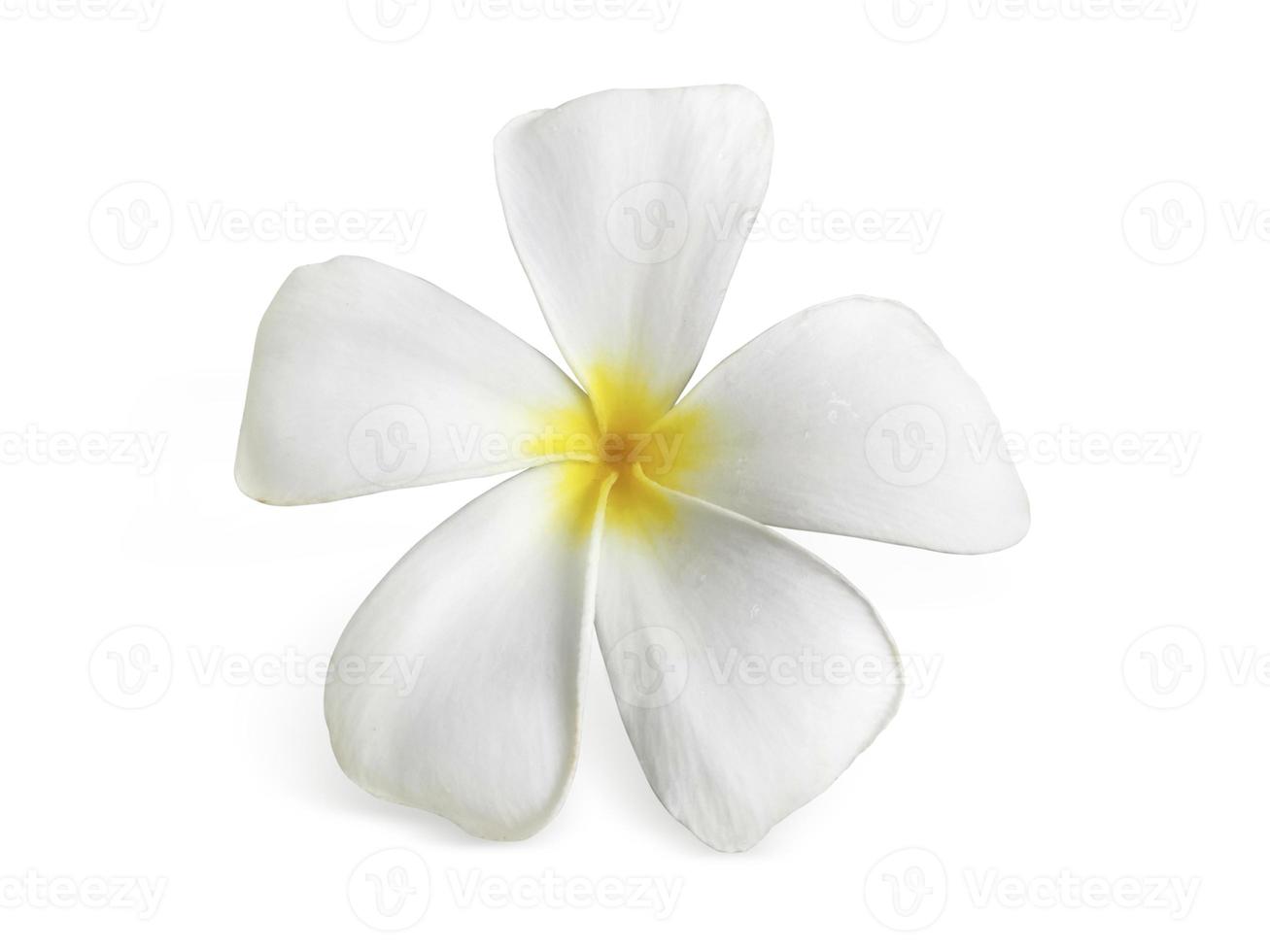 frangipani blomma isolerad på vitt foto