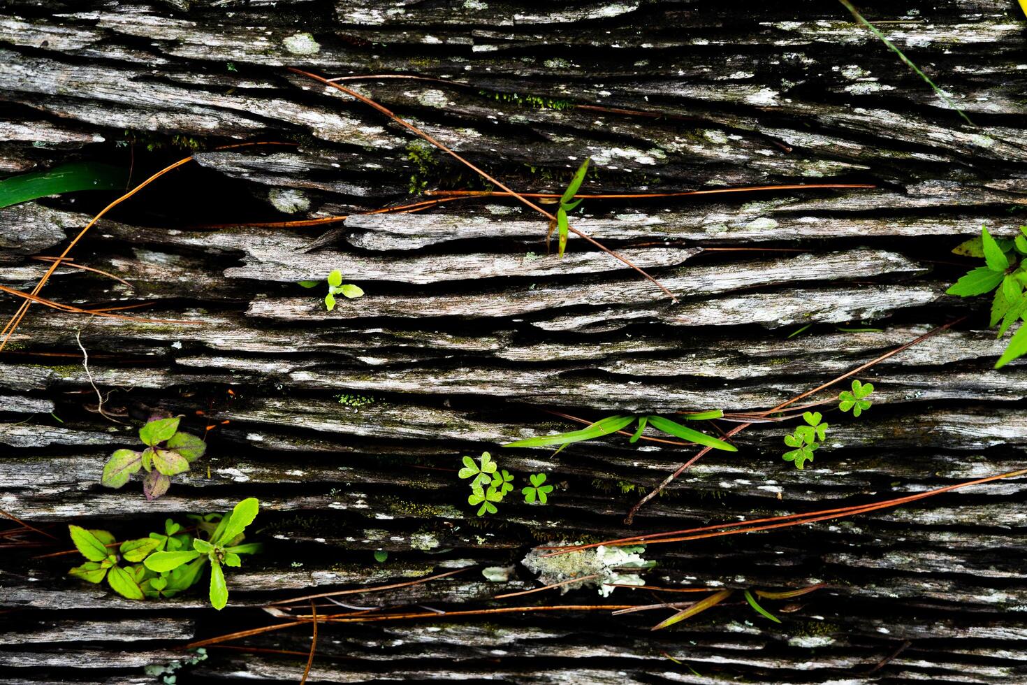 barkens naturliga struktur för bakgrunden. barken av ett gammalt träd med en präglad textur och fast mossa. foto