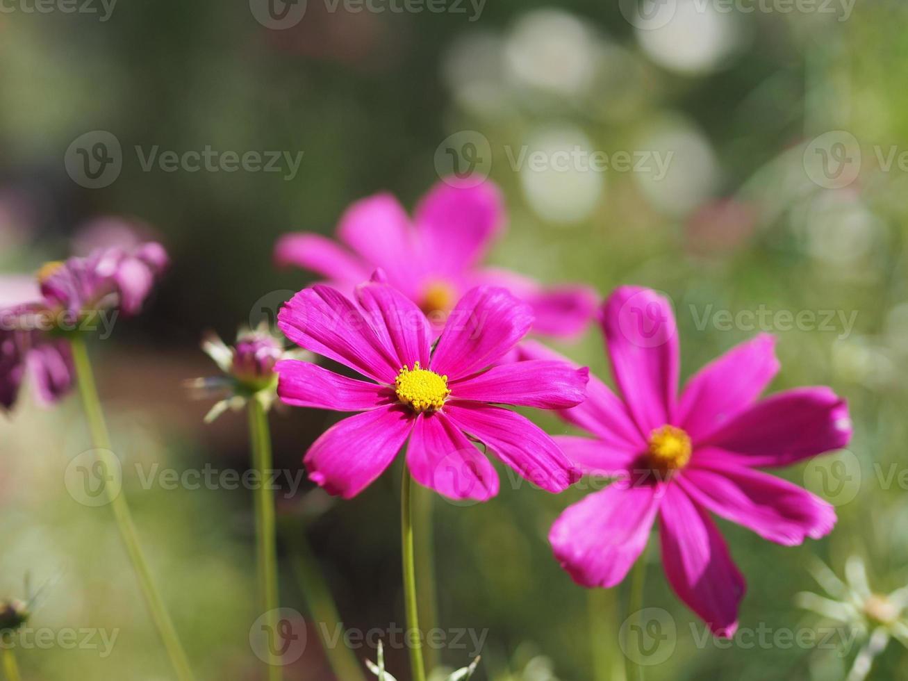 lila, mörkrosa färgblomma, svavelkosmos, mexikanska asterblommor blommar vackert på våren i trädgården, suddig naturbakgrund foto