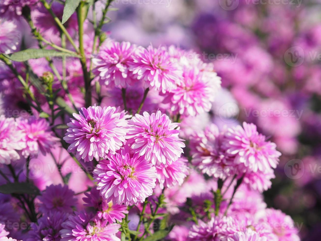 marguerite mjuk rosa blomma som blommar i trädgården suddig av natur bakgrund foto