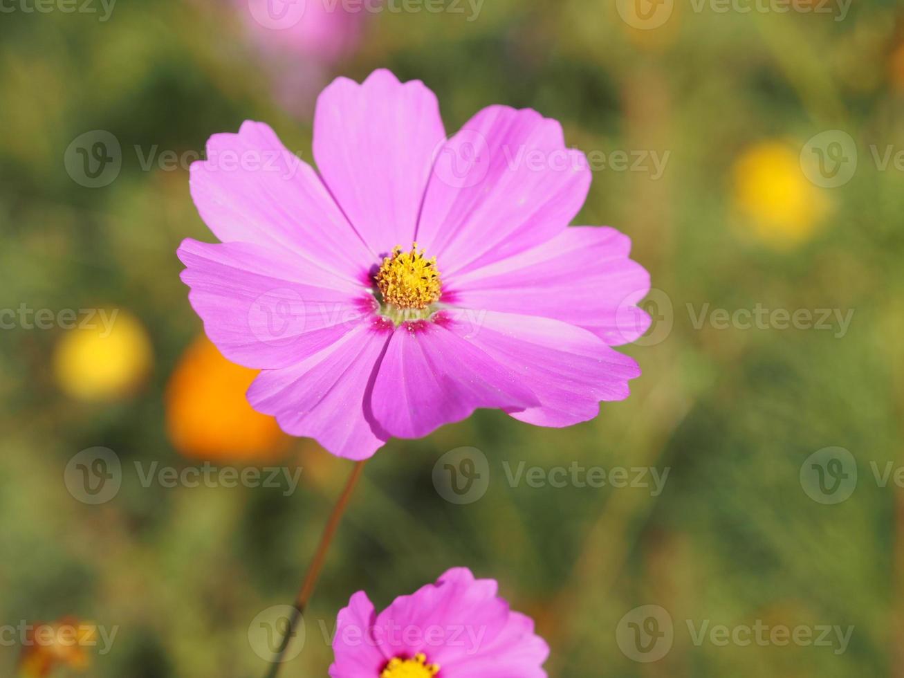 rosa färgblomma, svavelkosmos, mexikanska asterblommor blommar vackert på våren i trädgården, suddig naturbakgrund foto