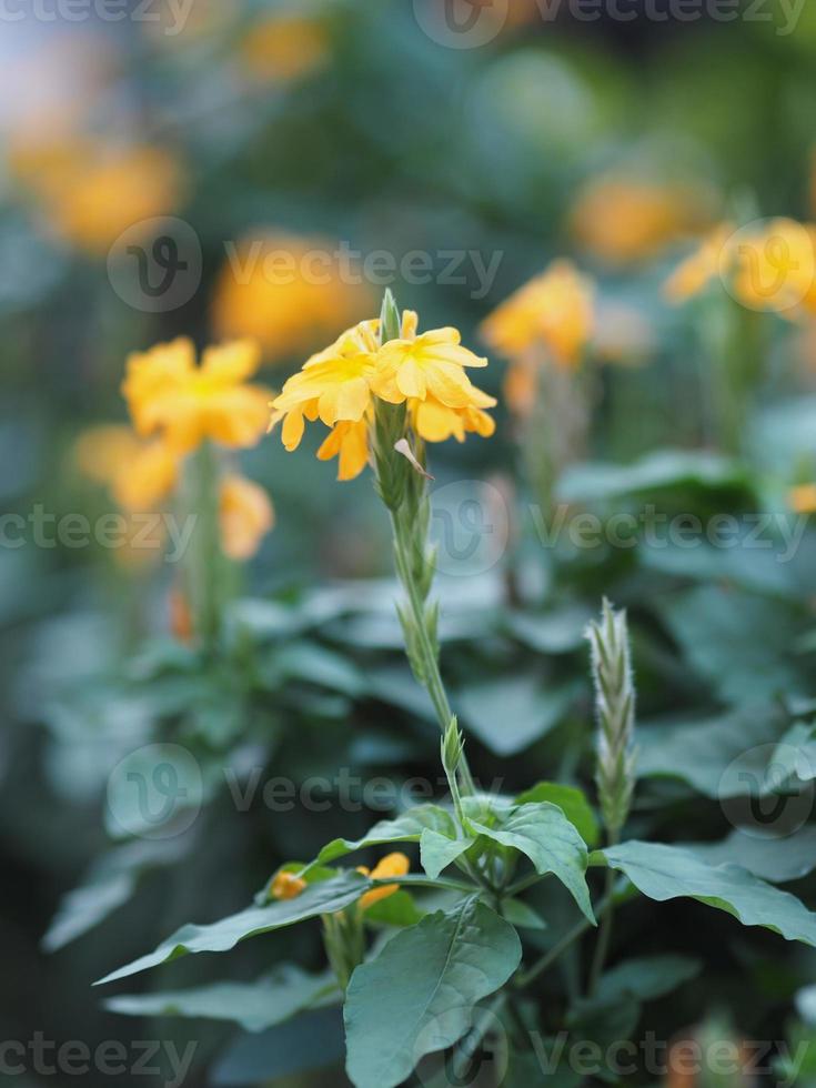 gul smällare blomma i en trädgård, crossandra infundibuliformis, små vintergröna blad och orange blommor i klasar, acanthaceae orange färg blommor som blommar i trädgården natur bakgrund foto